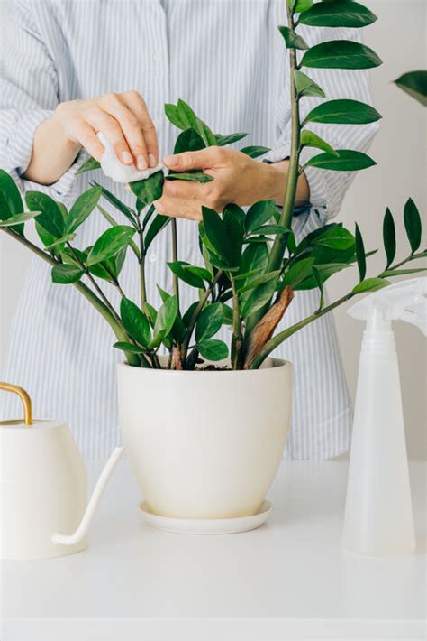 招財室內植物|風水植物｜不只富貴竹！7款招財/招桃花植物推介+不 